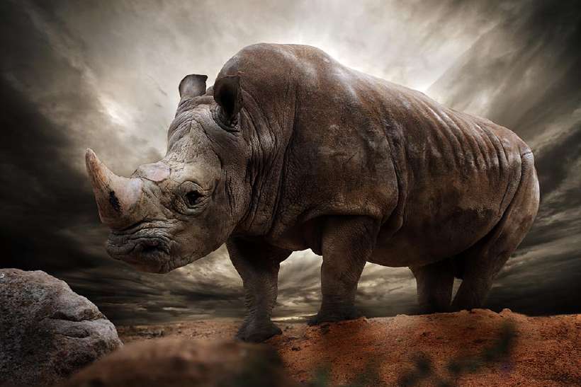 Rhinoceros: On the Comeback Trail