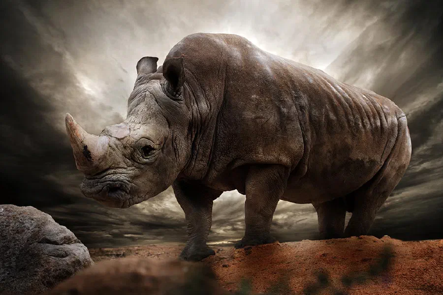 Rhinoceros: On the Comeback Trail