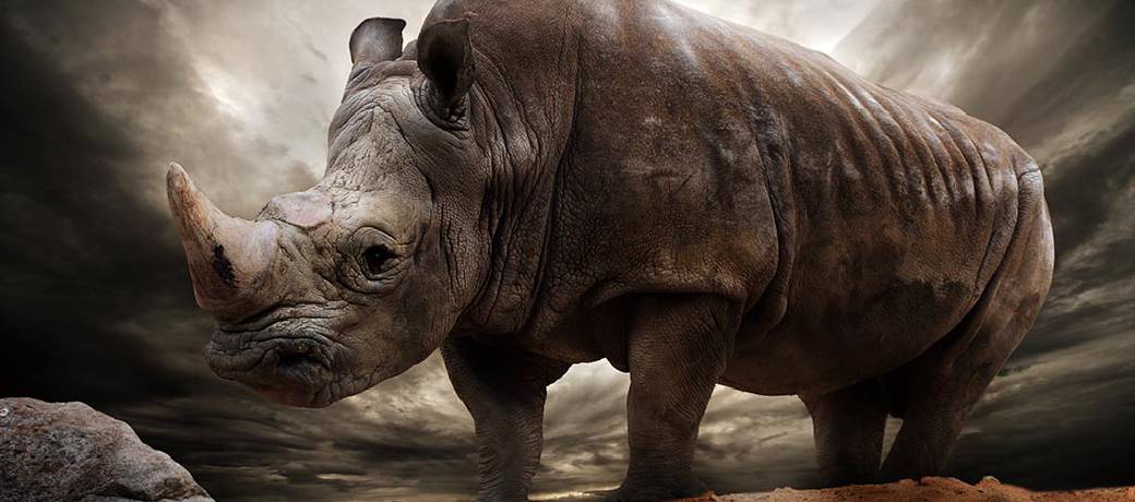 Rhinoceros: On the Comeback Trail