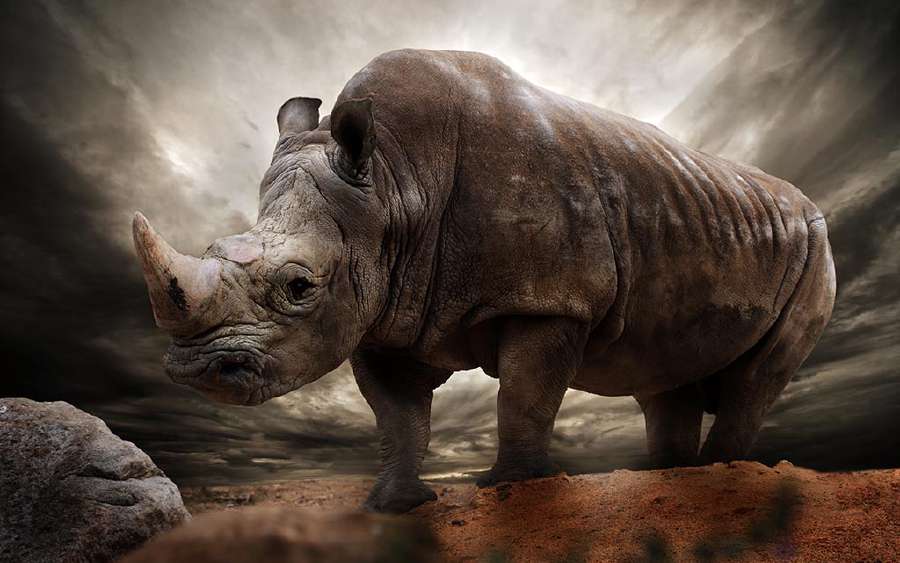 Rhinoceros: On the Comeback Trail