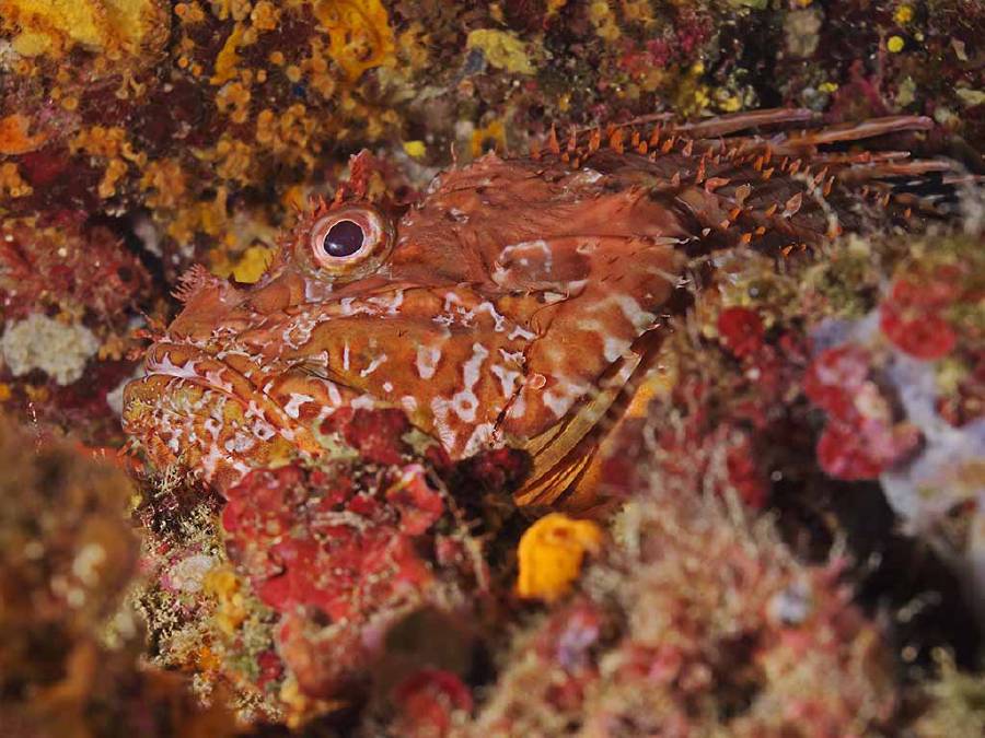 A well-camouflaged rockfish is hard to discern from the background