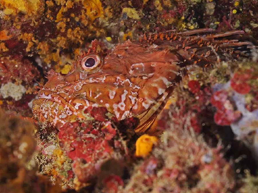A well-camouflaged rockfish is hard to discern from the background