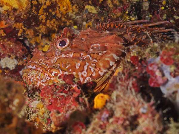 A well-camouflaged rockfish is hard to discern from the background