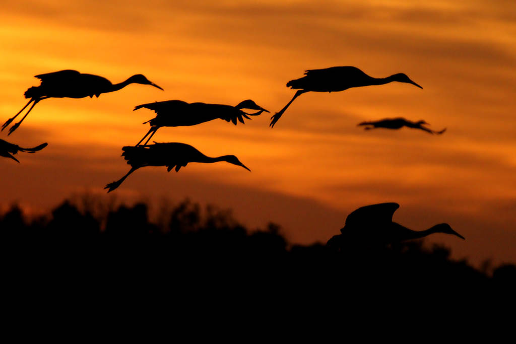 sandhill-cranes.jpg