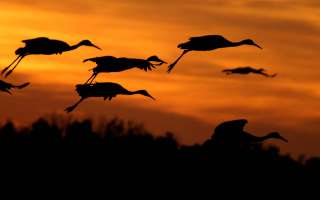 High-tech Crane Migration