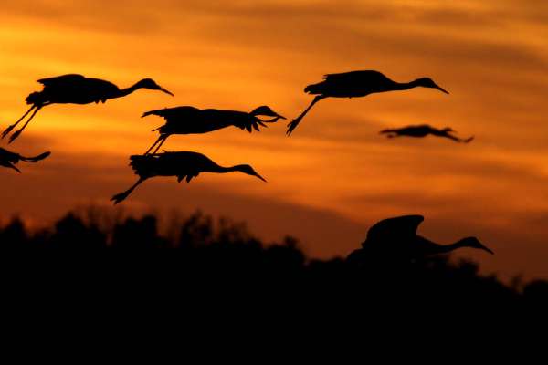 Sandhill Cranes in flight at sunset