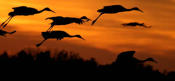 Illustration for High-tech Crane Migration