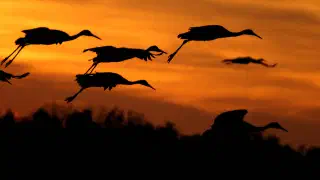 Illustration for High-tech Crane Migration