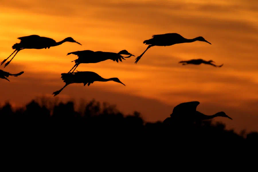 Sandhill Cranes in flight at sunset