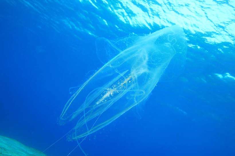 Chironex Fleckeri, commonly known as sea wasp jelly fish is considered to be one of the the deadliest creatures in the world.