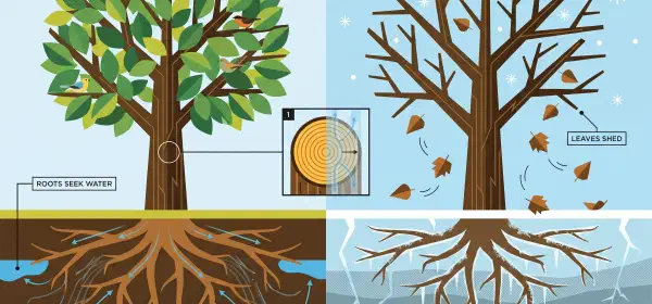 Illustration for Seasons in a Tree’s Rooted Life