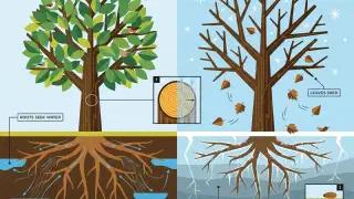 Illustration for Seasons in a Tree’s Rooted Life