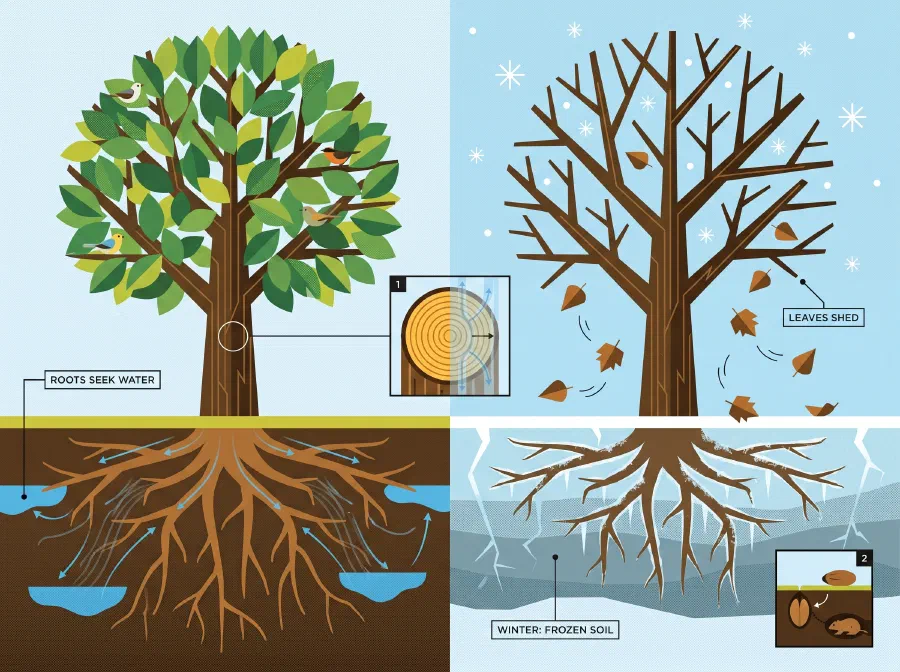 Seasons in a Tree’s Rooted Life
