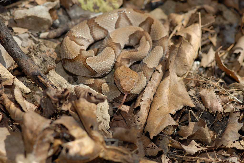 How do Animals Camouflage? | Pitara Kids' Network How do Animals Camouflage? | Pitara Kids' Network