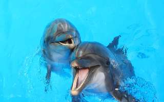 Can You Speak Dolphin Language?