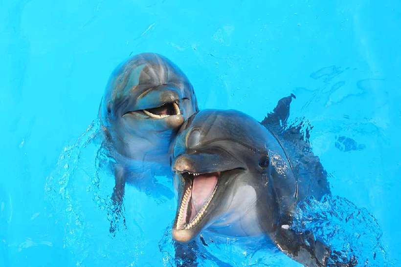 Can you speak dolphin language?