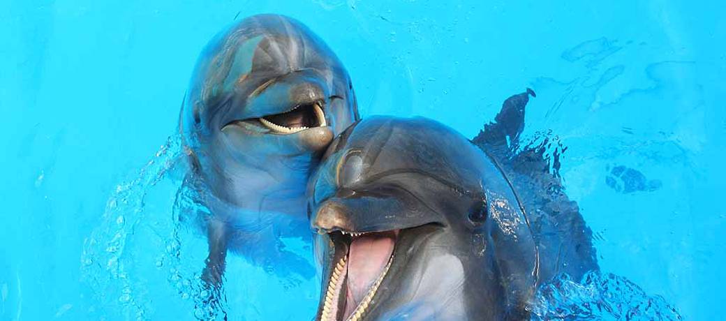 Can You Speak Dolphin Language?