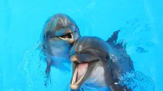 Illustration for Can You Speak Dolphin Language?