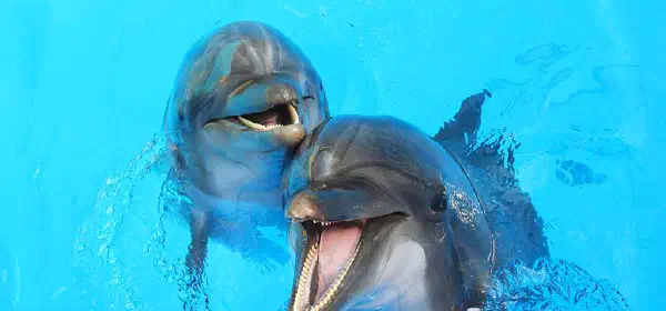 Illustration for Can You Speak Dolphin Language?