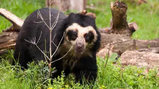 Illustration for The Spectacled Bear