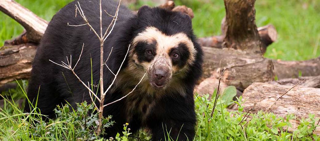 Illustration for The Spectacled Bear