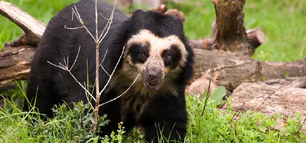 Illustration for The Spectacled Bear