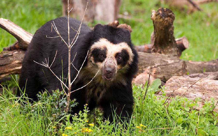 The Spectacled Bear
