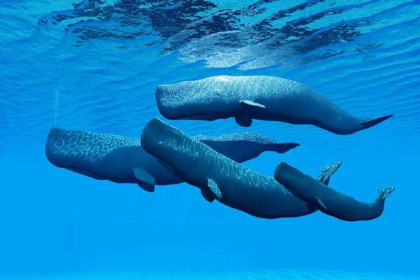 A sperm whale family