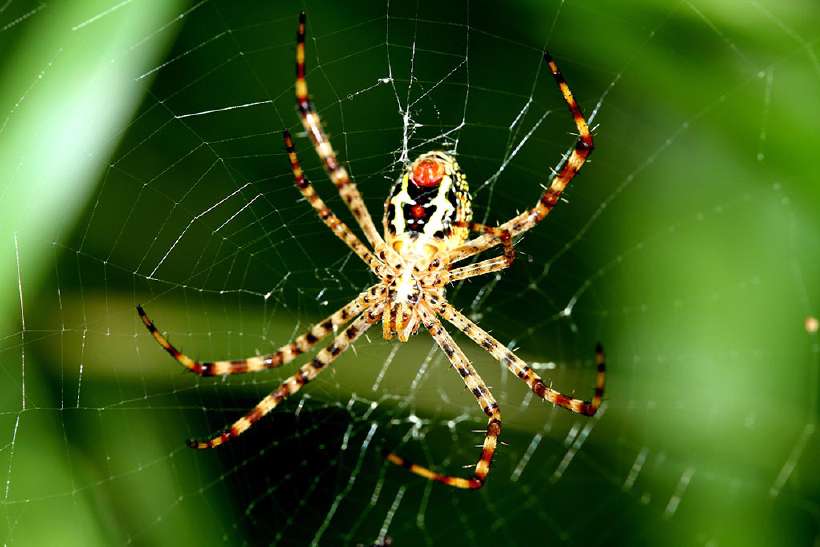 A spider spinning its web