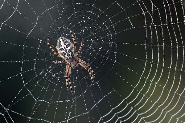 Why don't spiders get caught in their webs?
