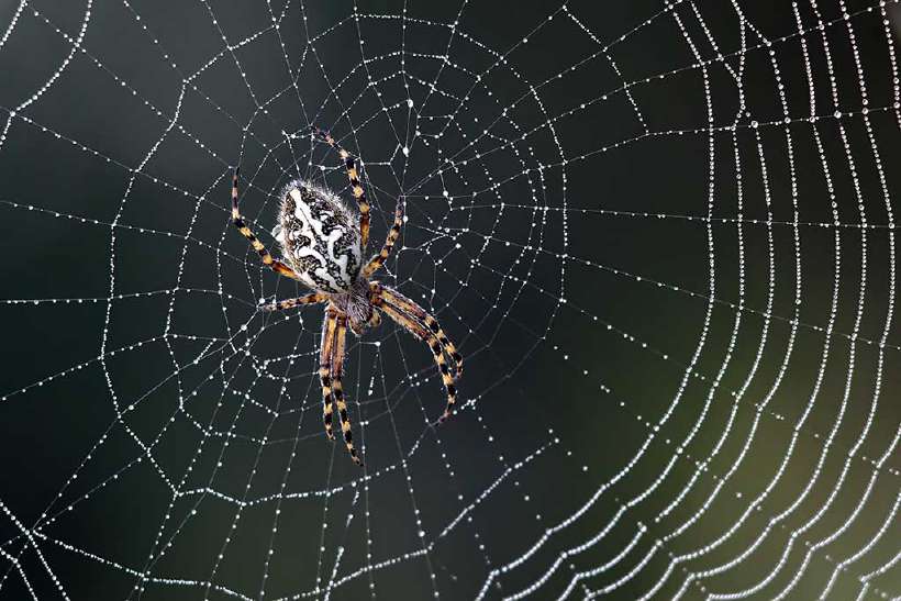 Why don't spiders get caught in their webs?