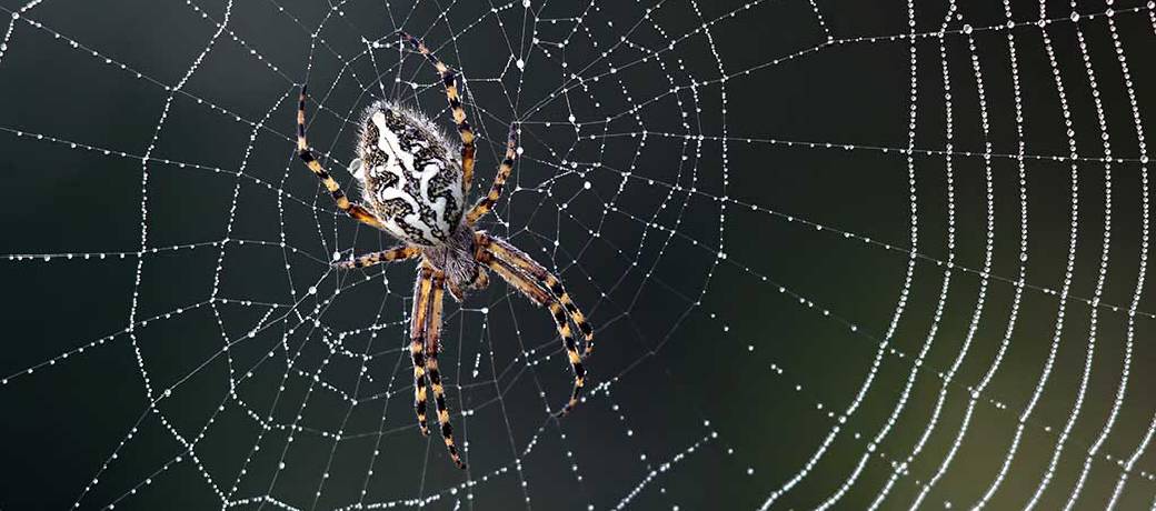 Why Don't Spiders Get Caught in Their Webs?