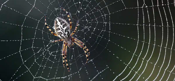 Illustration for Why Don't Spiders Get Caught in Their Webs?