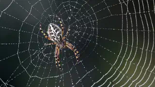 Illustration for Why Don't Spiders Get Caught in Their Webs?