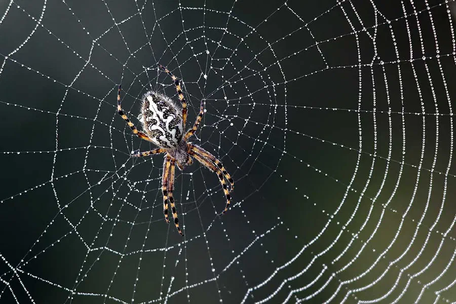 Why don't spiders get caught in their webs?