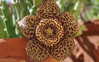 Beautiful Flowers that Stink!