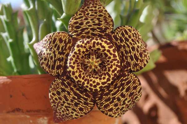 A Stapelia in bloom : many of the commonly grown Stapelia flowers smell of rotting meat and are sometimes called