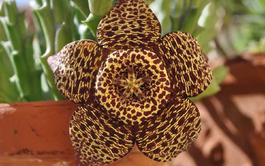 Beautiful Flowers that Stink!