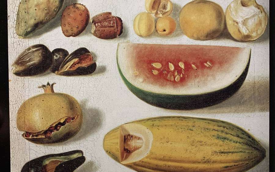 Why Do Plants Bear Fruit?