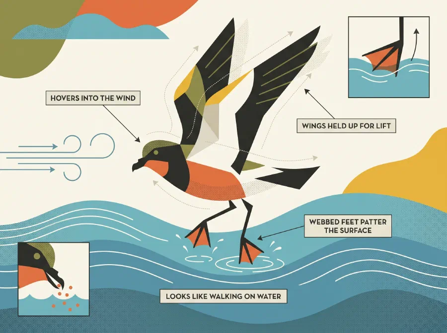 'Storm Petrel: A Bird that Walks on Water'