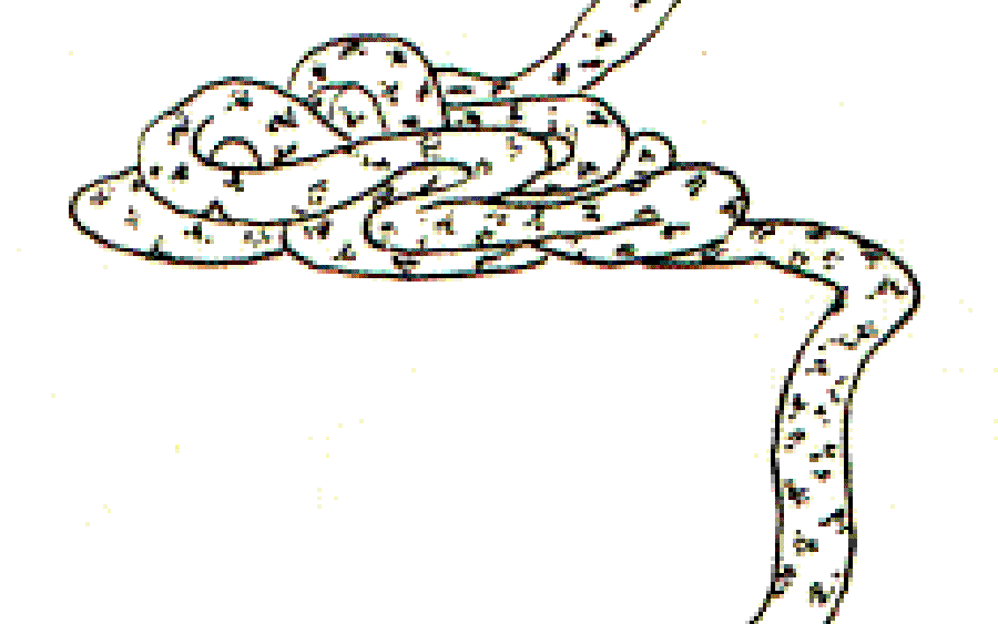 The Snake with the Golden Teeth