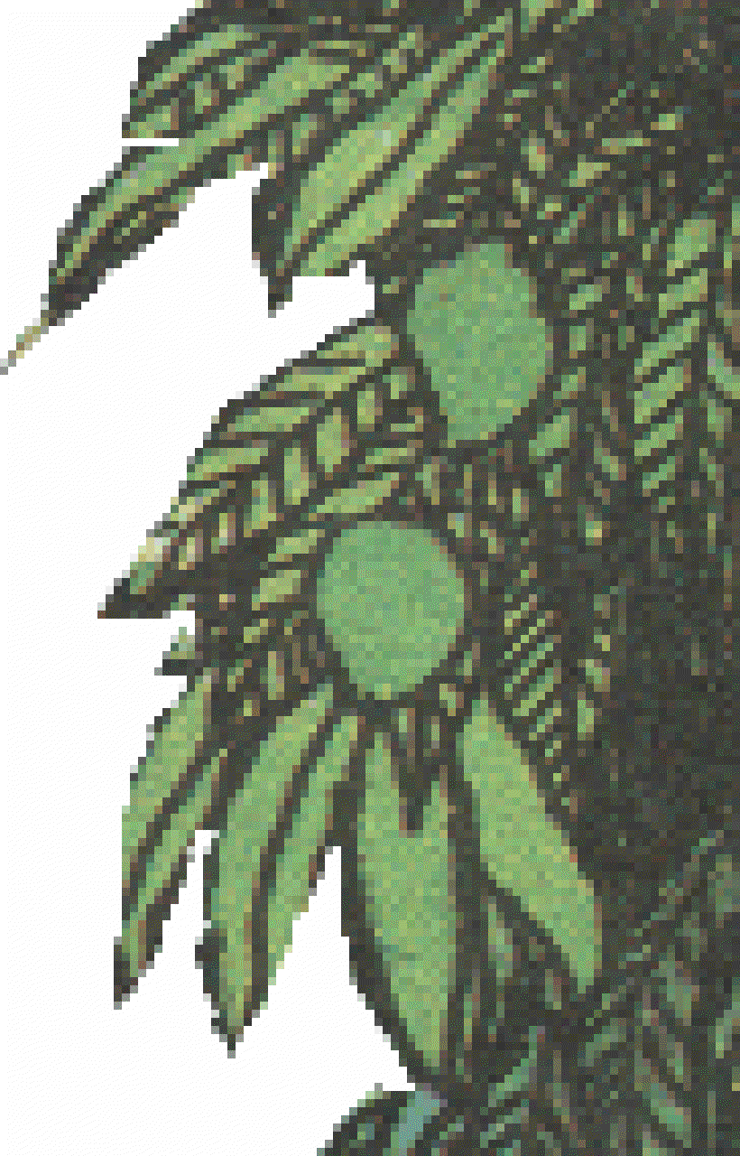 Mad Mango [Illustrations by Manjula Padmanabhan]