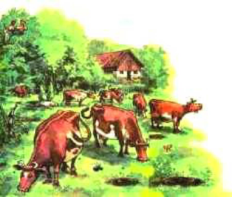 Mama Moo on a Swing [Illustrations by Sven Nordqvist]