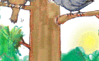 Internet in the Jungle