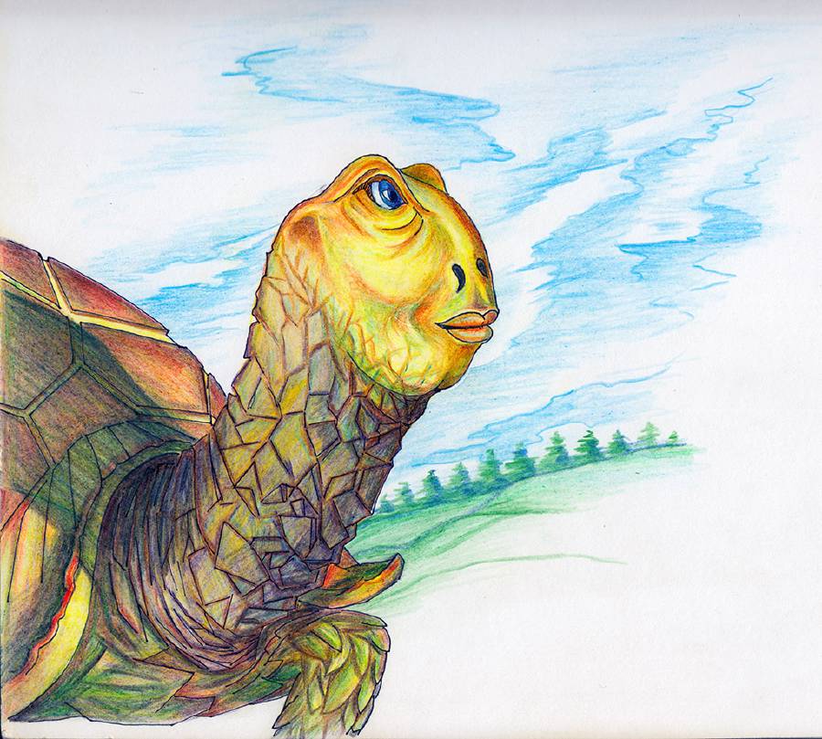 The Adventures of a Magic Turtle [Illustrations by Amarjeet Malik]