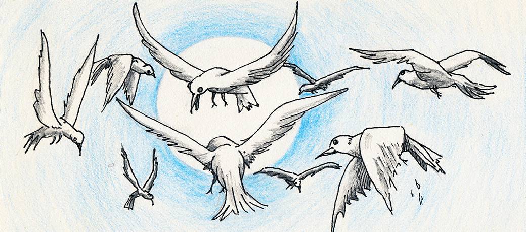The Wise Doves