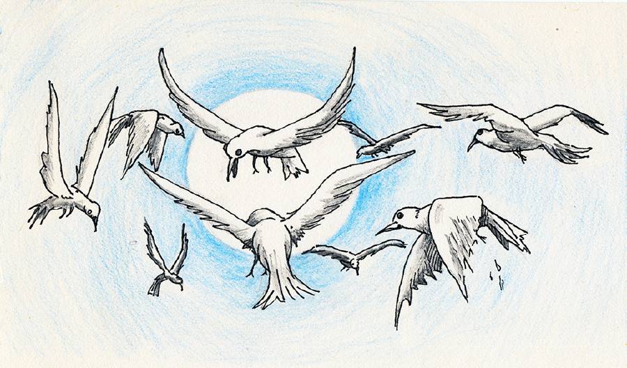 The Wise Doves [Illustrations by Amarjeet Malik]