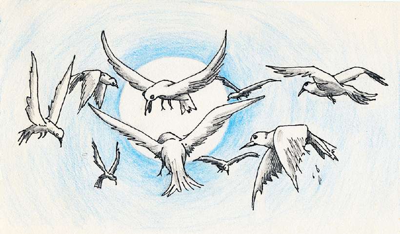 The Wise Doves [Illustrations by Amarjeet Malik]