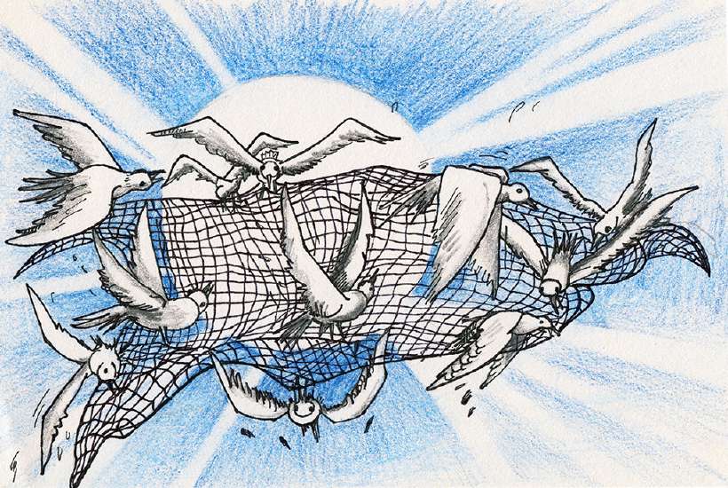 The Wise Doves [Illustrations by Amarjeet Malik]