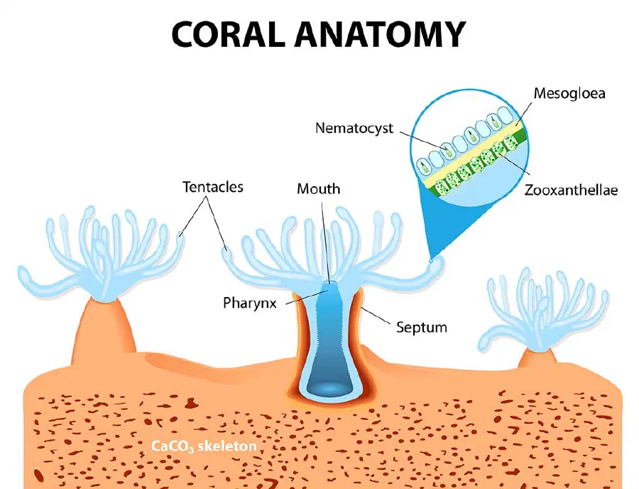 Structure of coral polyp. The coral polyps tend to live in colonies and form the building blocks of the reef.